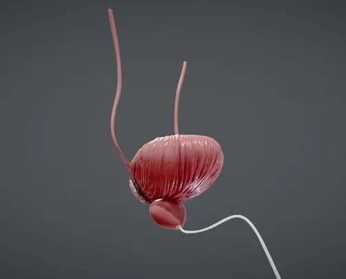 PBR Game 3D Models - Bladder And Prostate Anatomy