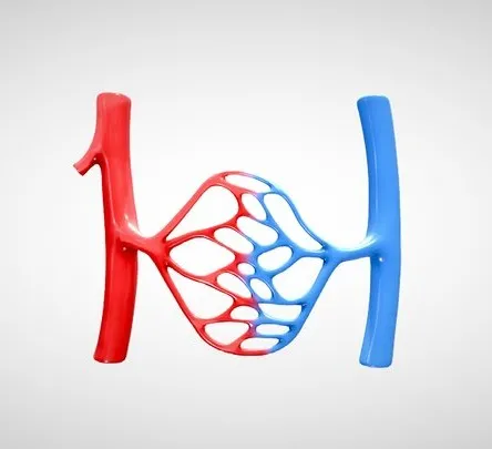 PBR Game 3D Models - Blood Vessel Anatomy