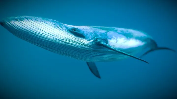 PBR Game 3D Models - Blue Whale