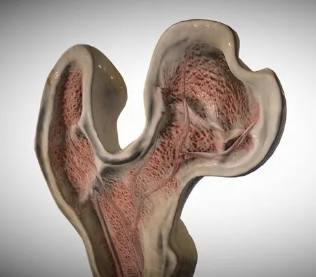 PBR Game 3D Models - Bone CS