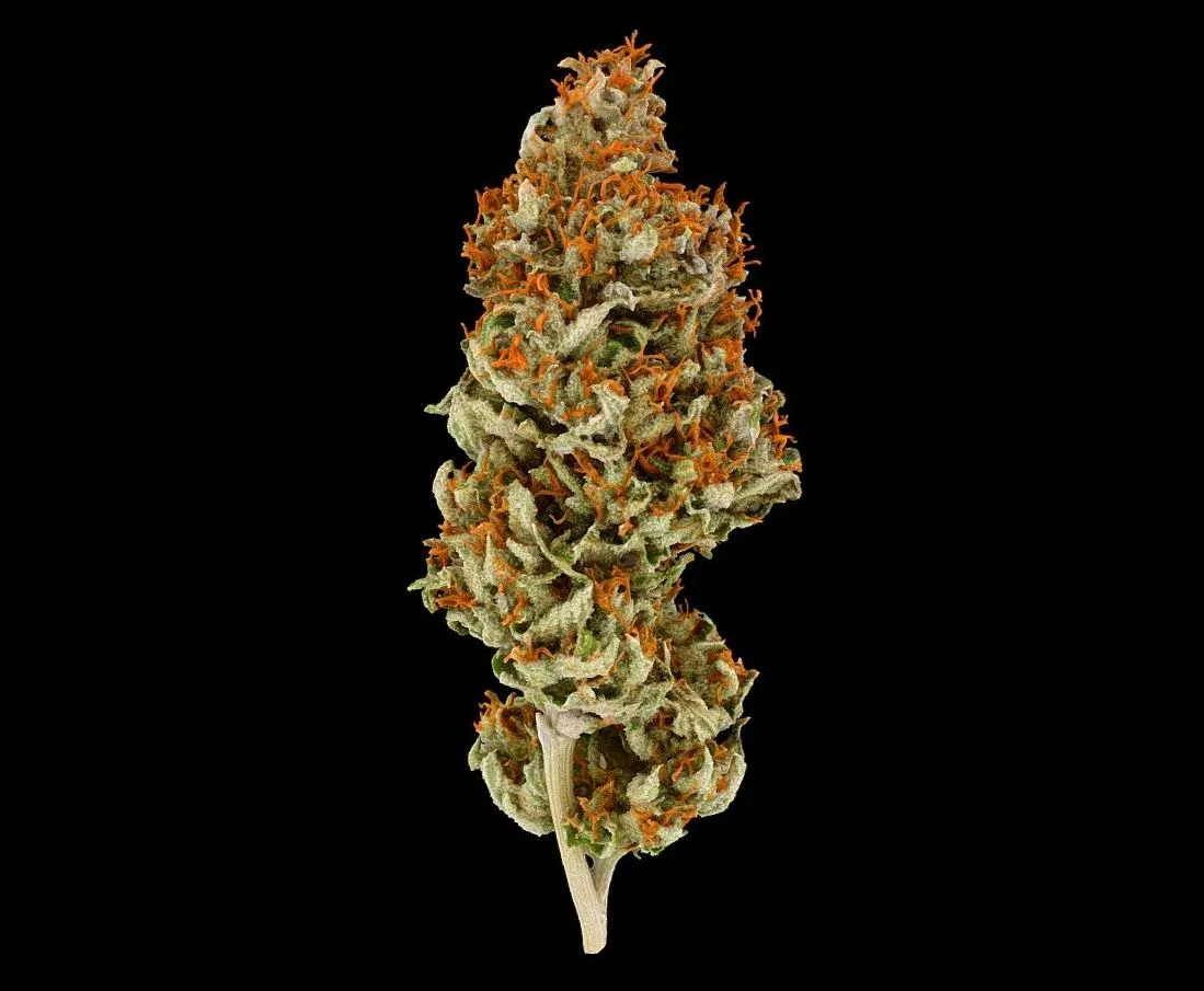 PBR Game 3D Models - Bongi Cannabis Model