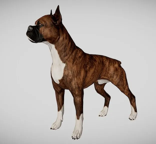 PBR Game 3D Models - Boxer Dog