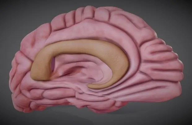 PBR Game 3D Models - Brain Left Hemisphere