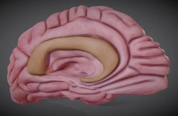 PBR Game 3D Models - Brain Left Hemisphere