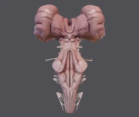 PBR Game 3D Models - Brain Stem