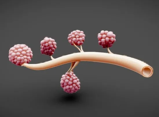 PBR Game 3D Models - Breast Lactiferous Duct Anatomy