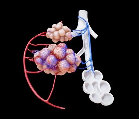 PBR Game 3D Models - Bronchioles And Alveoli Anatomy