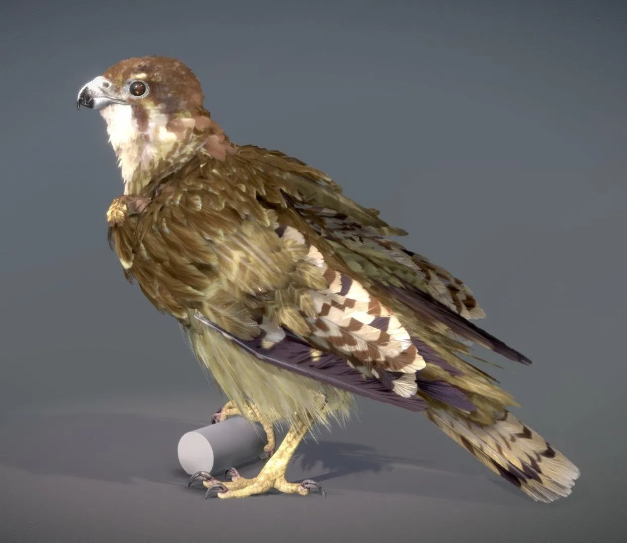 PBR Game 3D Models - Brown Falcon