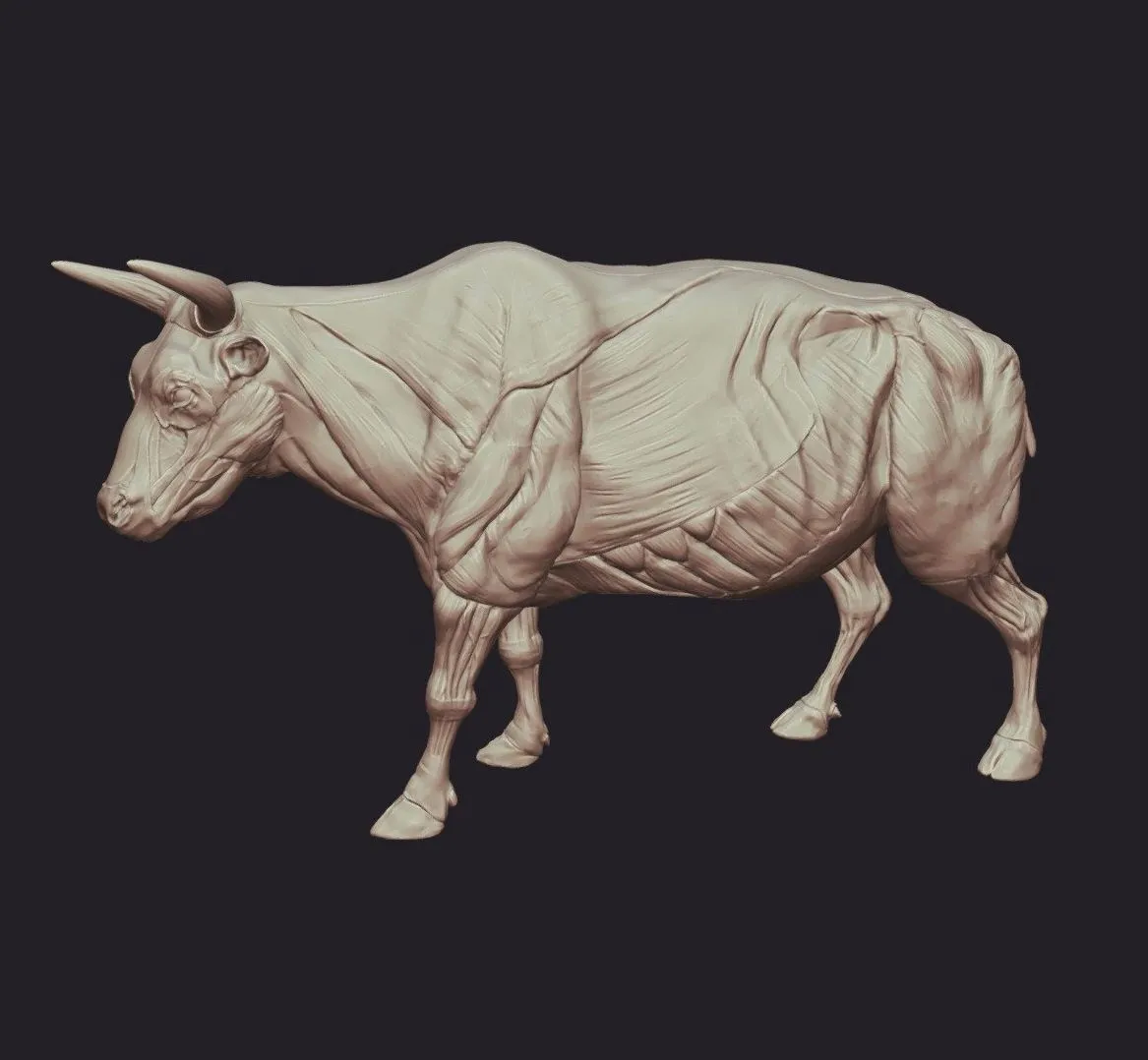 PBR Game 3D Models - Bull Anatomy