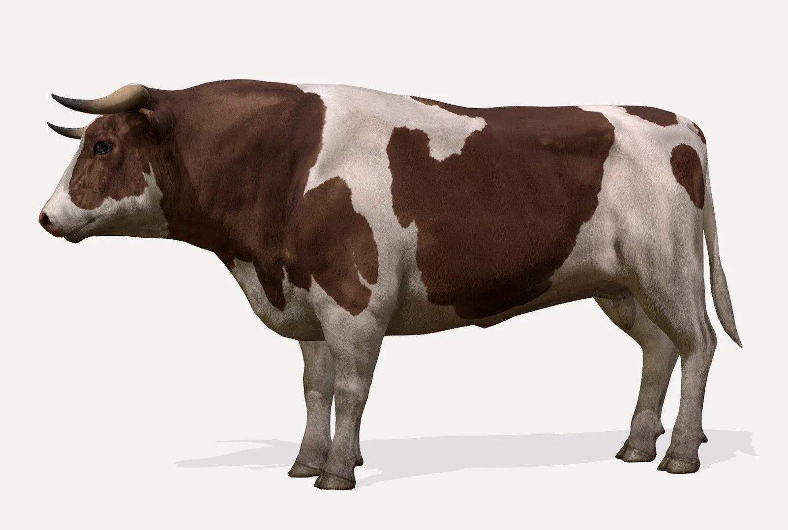 PBR Game 3D Models - Bull Animations
