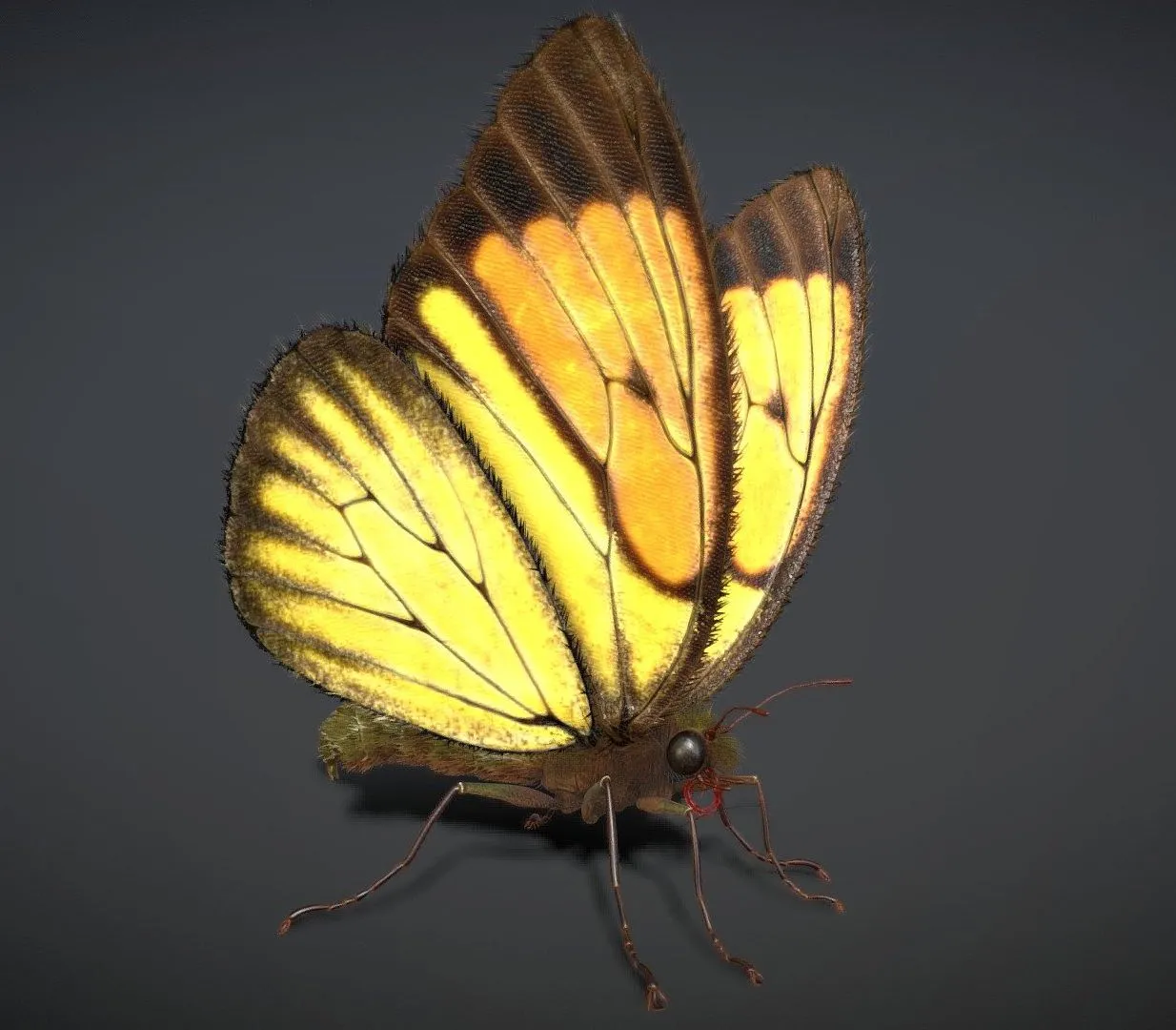 PBR Game 3D Models - Butterfly Rigged Animated PBR