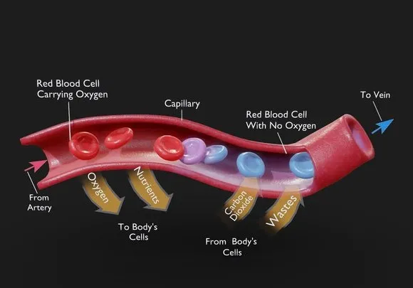 PBR Game 3D Models - Capillary Cross Section