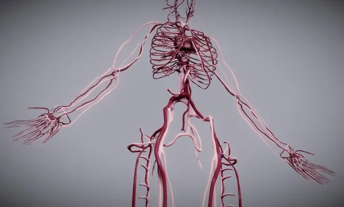 PBR Game 3D Models - Cardiovascular System