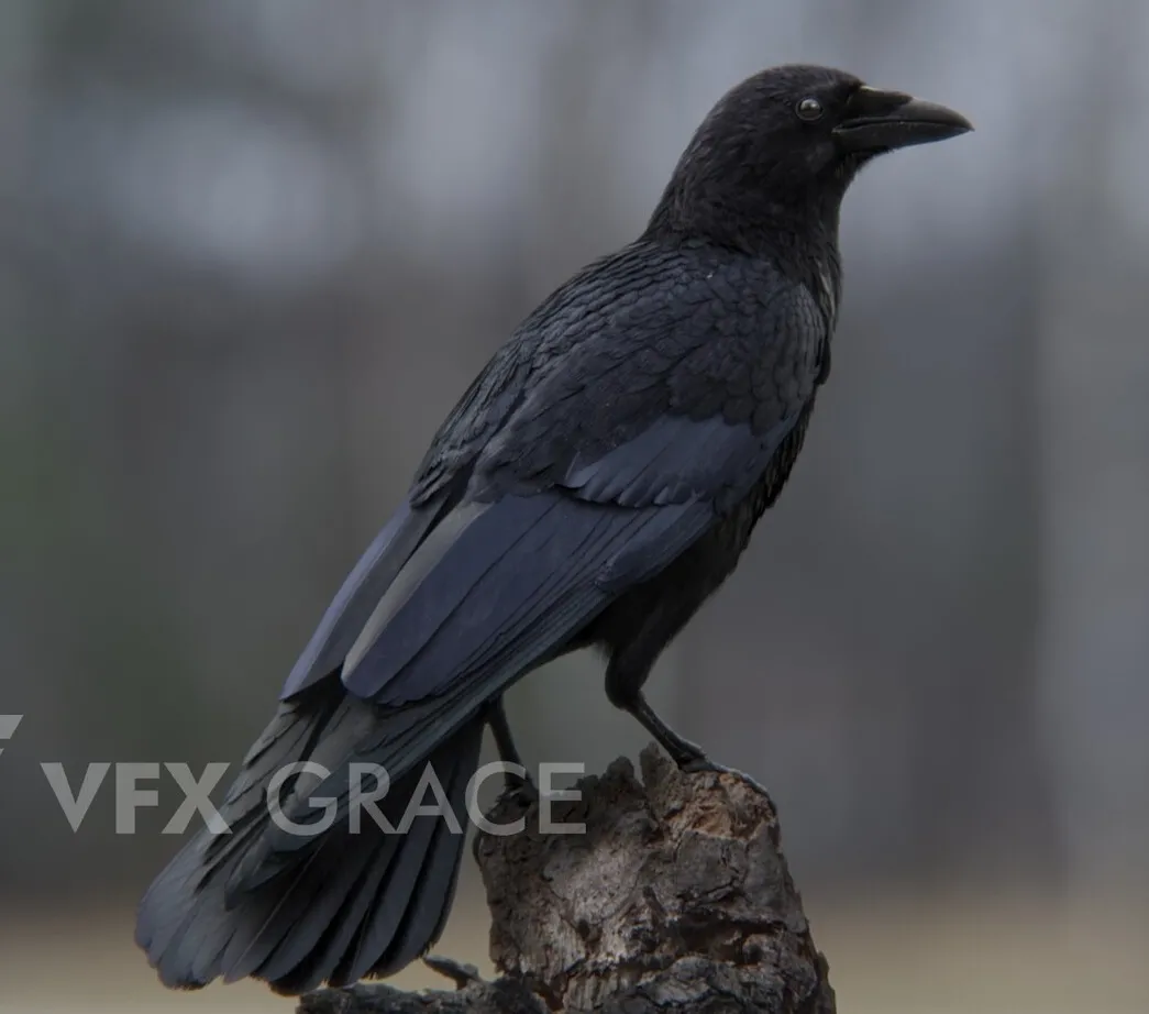 PBR Game 3D Models - Carrion Crow Animation