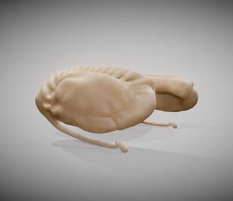 PBR Game 3D Models - Caudate Putamen