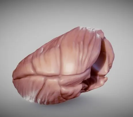 PBR Game 3D Models - Cerebellum