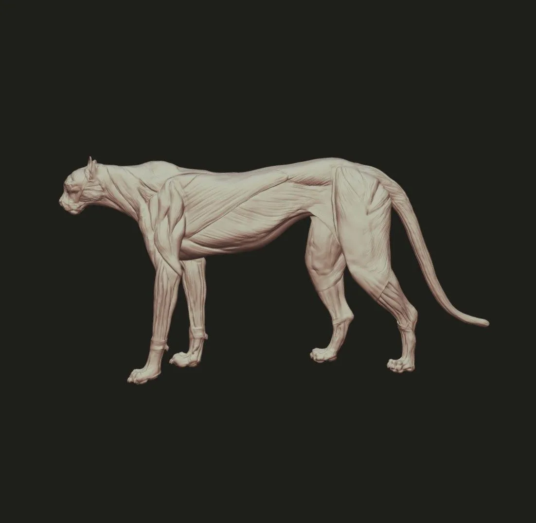 PBR Game 3D Models - Cheetah Anatomy