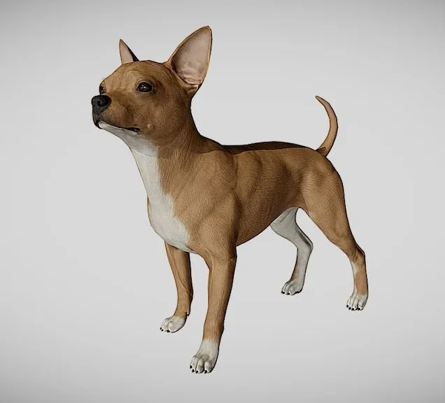 PBR Game 3D Models - Chihuahua