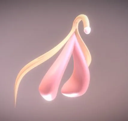 PBR Game 3D Models - CLITORAL STRUCTURE