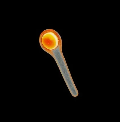 PBR Game 3D Models – Clostridium Tetani Bacteria