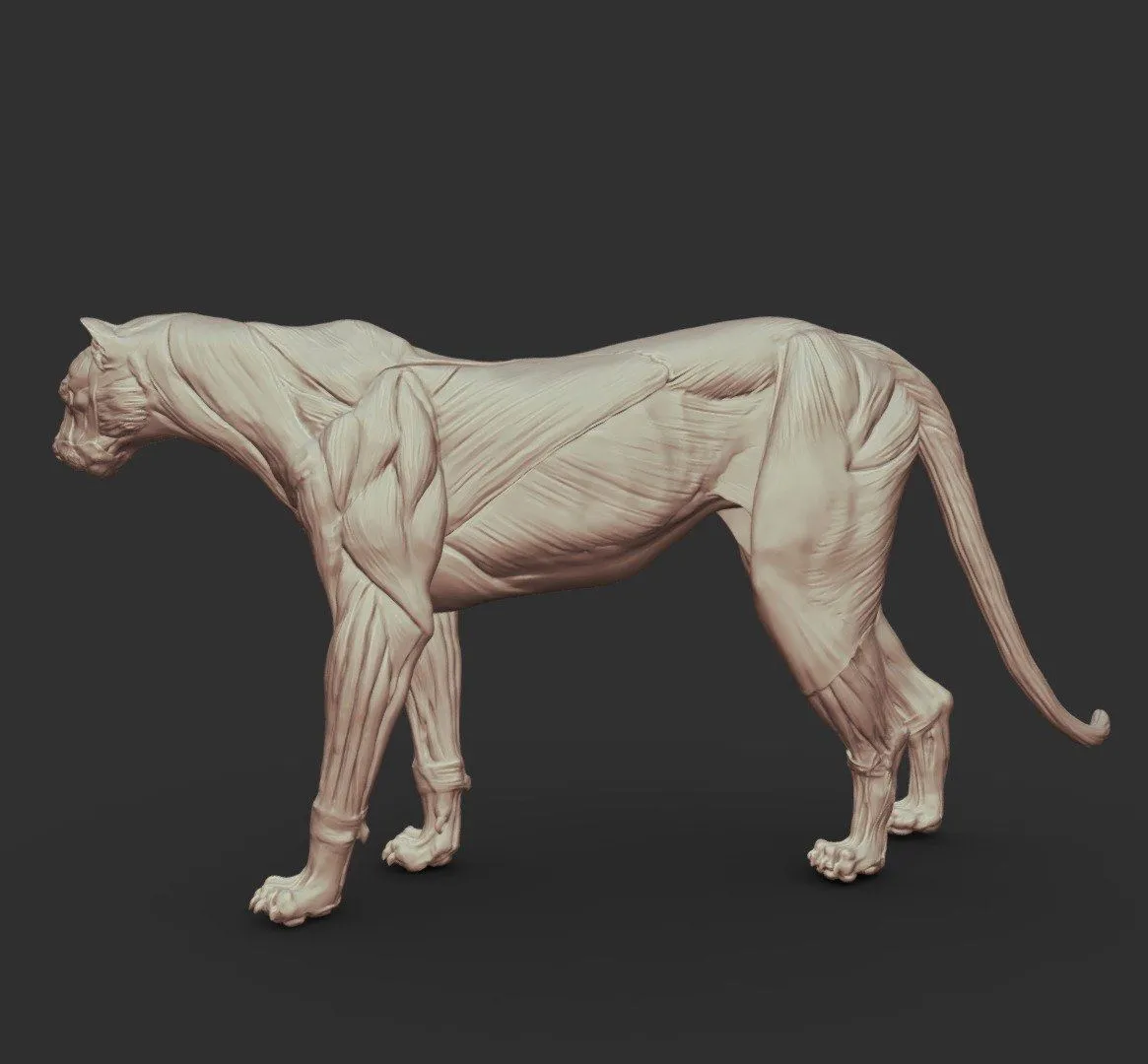 PBR Game 3D Models - Cougar Anatomy