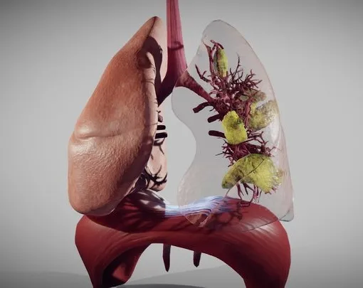 PBR Game 3D Models - Covid 19 Patient's Lungs Version1 (Animated)