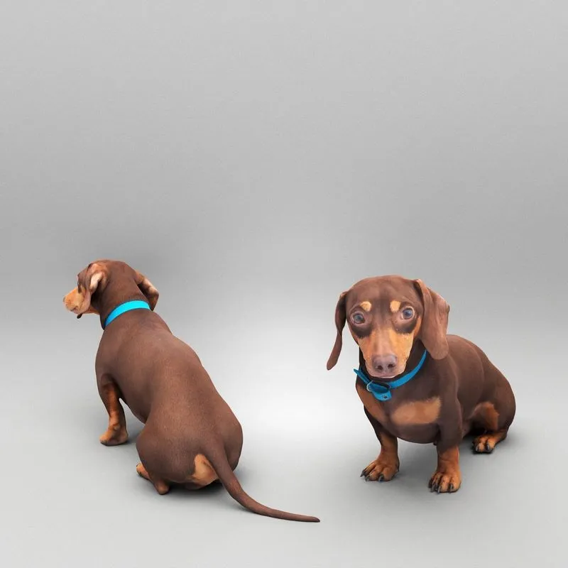 PBR Game 3D Models - Dachshund dog 26