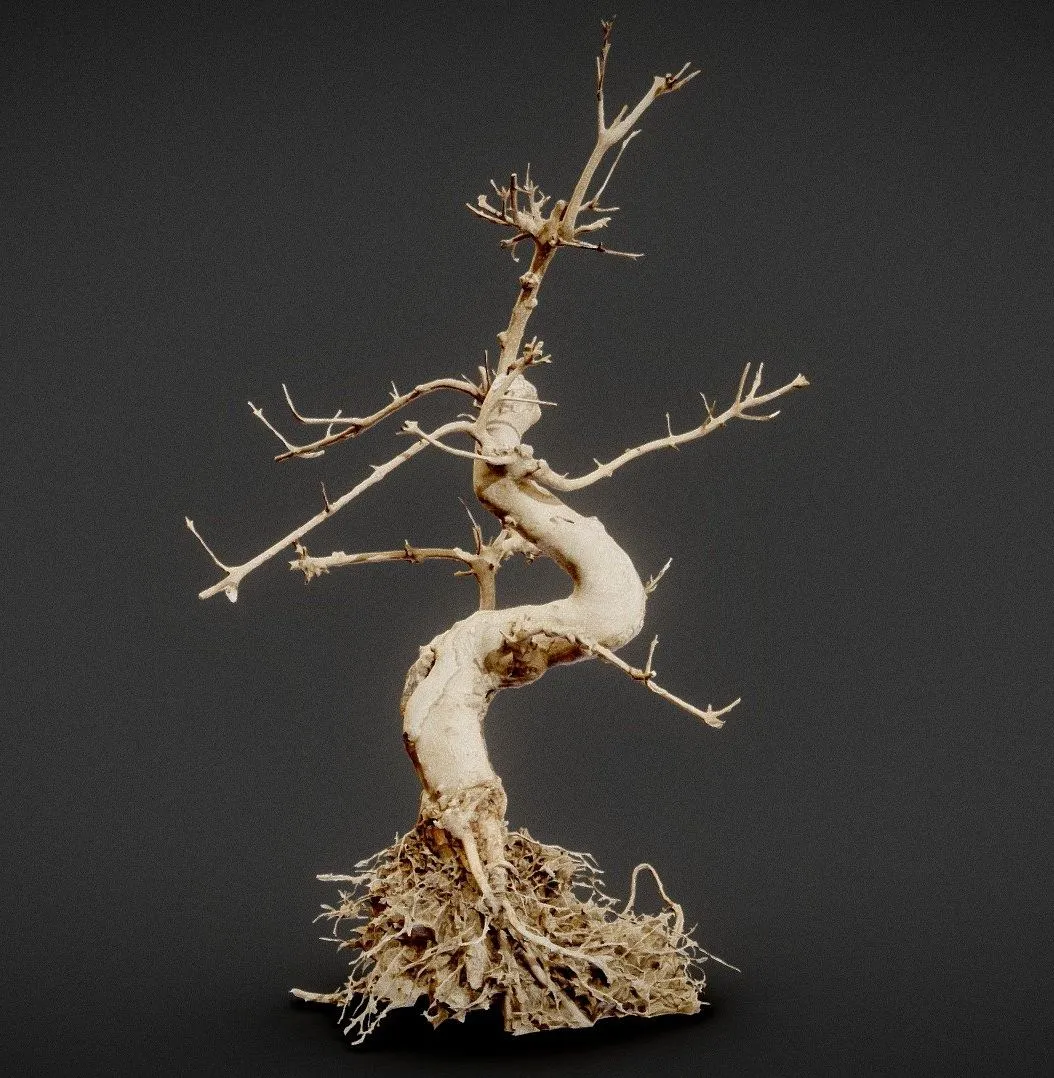 PBR Game 3D Models - Dead Bonsai 6