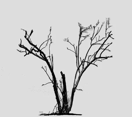 PBR Game 3D Models - Dead Mangrove Tree