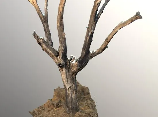 PBR Game 3D Models - Dead Tree