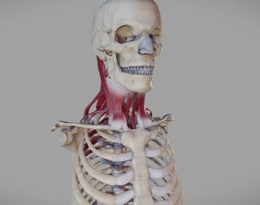 PBR Game 3D Models - Deep Muscles Of The Neck