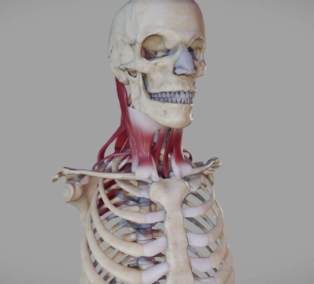 PBR Game 3D Models - Deep Muscles Of The Neck