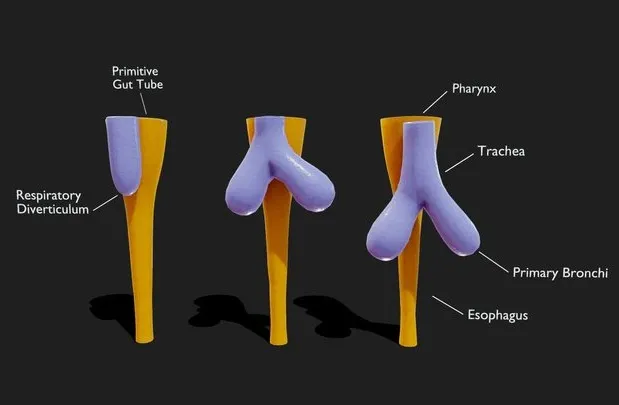PBR Game 3D Models - Development Of Esophagus