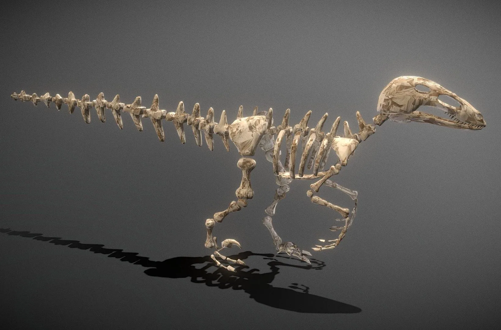 PBR Game 3D Models - Dinosaur Skeleton