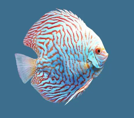 PBR Game 3D Models - Discus Checkerboard Pigeon