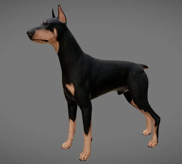 PBR Game 3D Models - Doberman