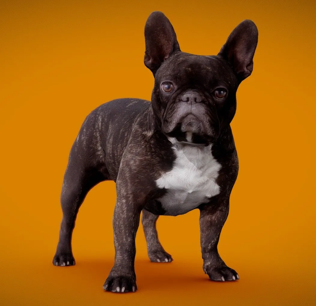 PBR Game 3D Models - Dog B 8Of13