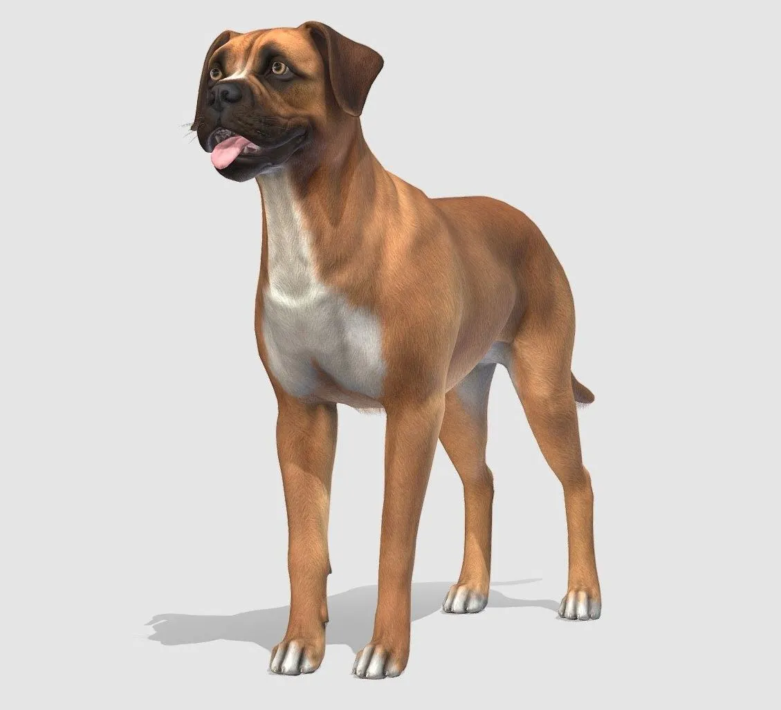 PBR Game 3D Models - Dog Boxer