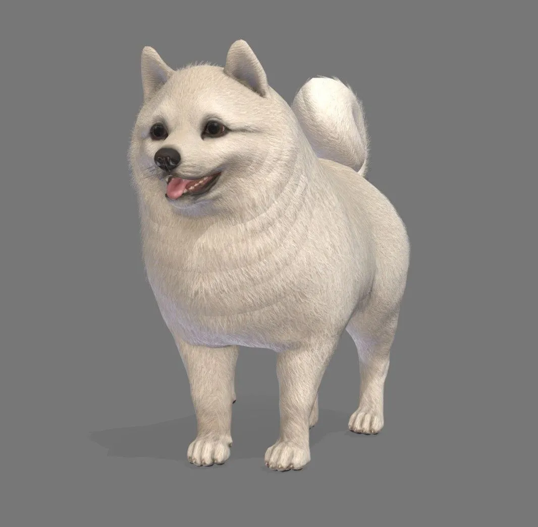 PBR Game 3D Models - Dog Pomeranian Spitz