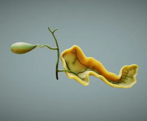 PBR Game 3D Models - Ducts Of The Liver And Pancreas