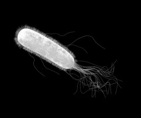 PBR Game 3D Models - E. Coli (Escherichia Coli) Bacteria