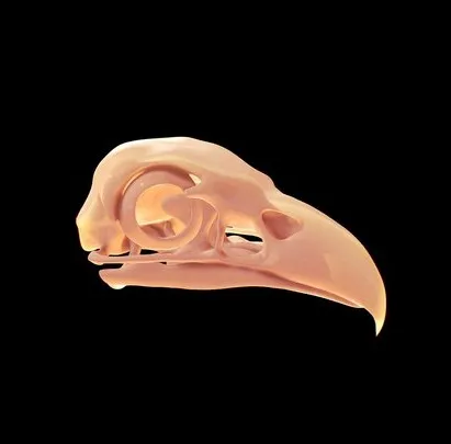 PBR Game 3D Models - Eagle Skull