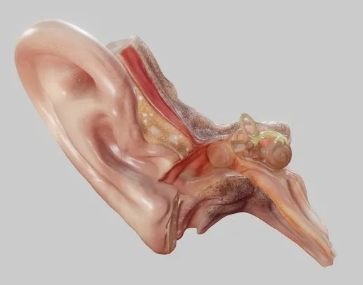 PBR Game 3D Models - Ear Cross Section