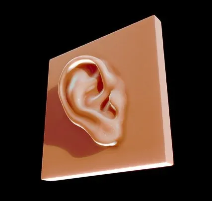 PBR Game 3D Models - Ear Reference For Artists