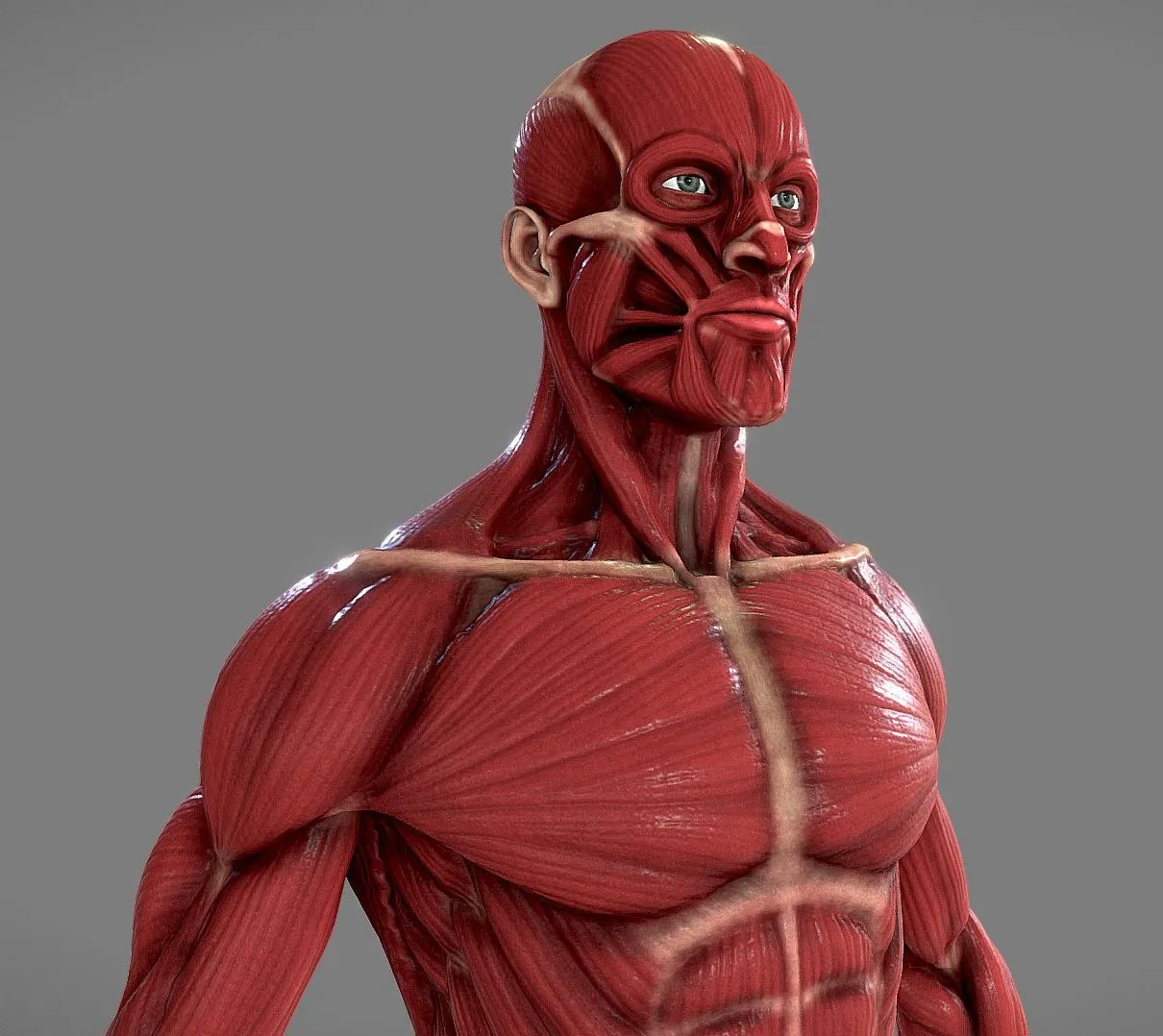 PBR Game 3D Models - Ecorche Anatomy Human Male Musculature