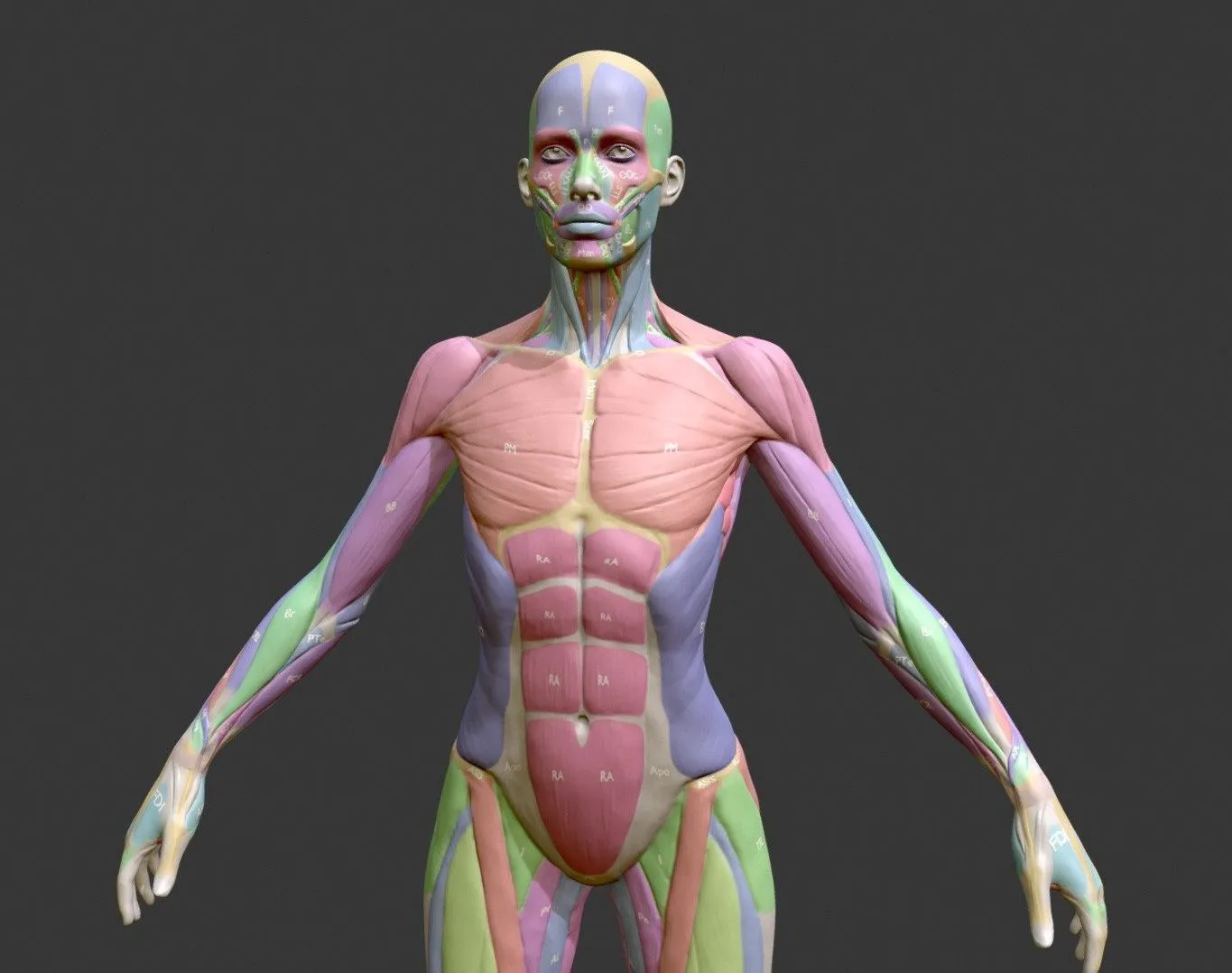 PBR Game 3D Models - Ecorche Female Musclenames Anatomy