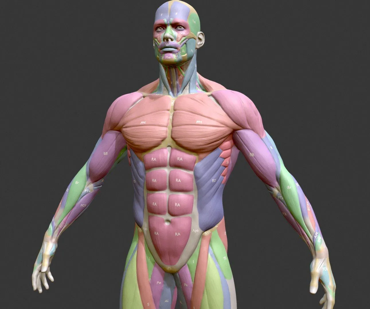 PBR Game 3D Models - Ecorche Male Musclenames Anatomy