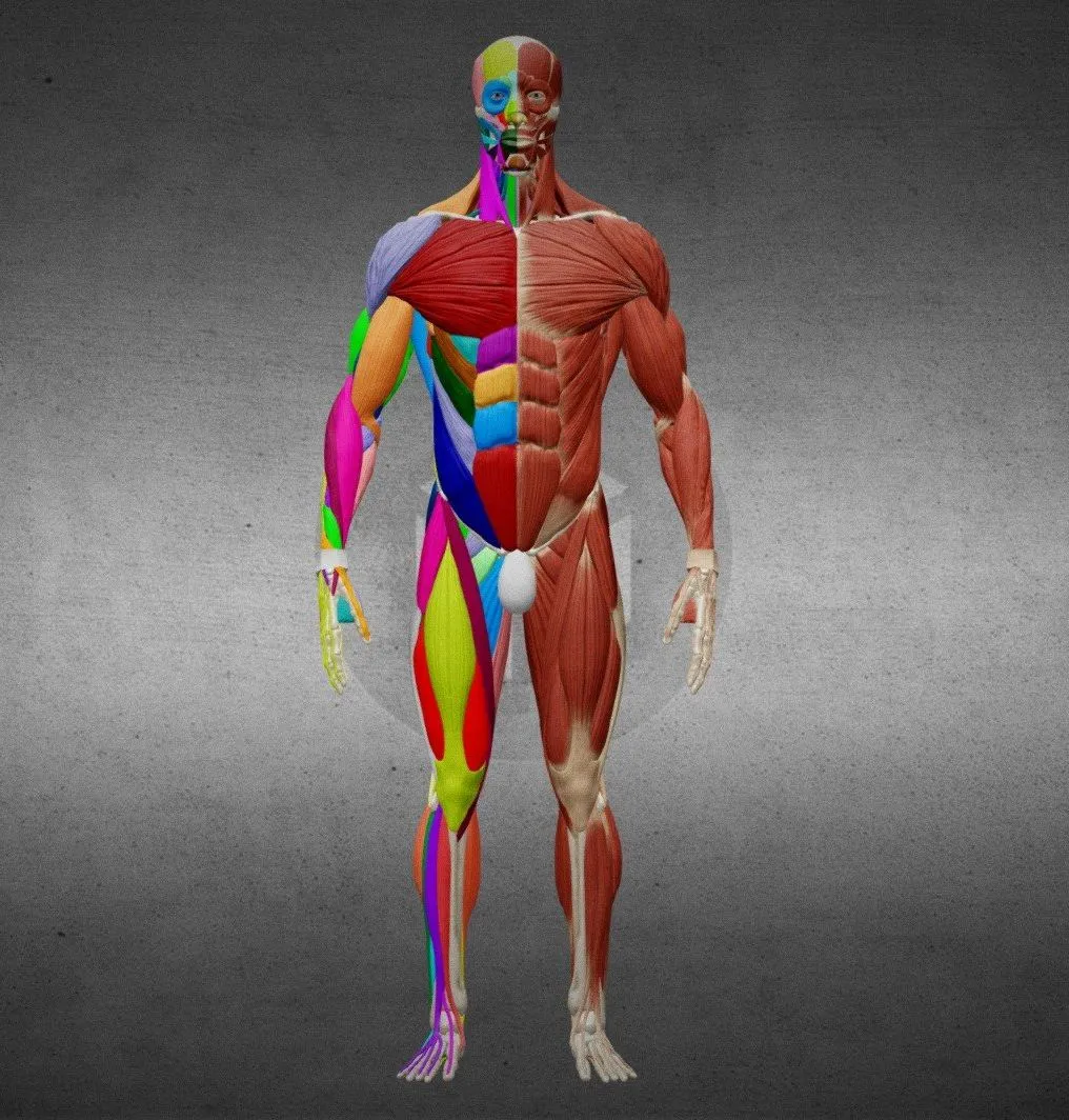 PBR Game 3D Models - Ecorche