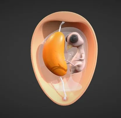 PBR Game 3D Models - Egg Cross Section Embryo Anatomy