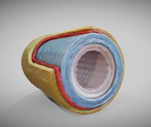 PBR Game 3D Models - Elastic Artery